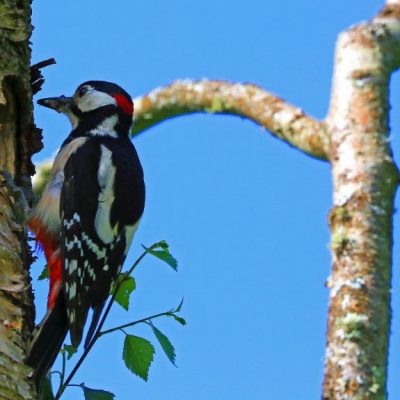 Visitor pic-Woodpecker