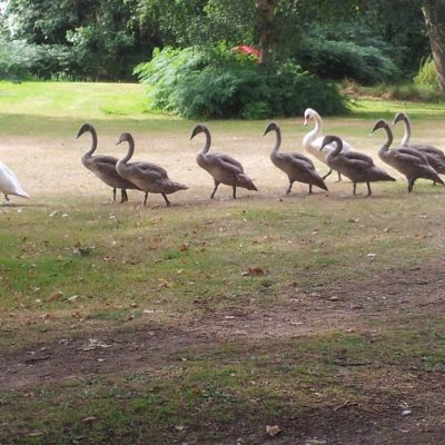 Visitor-picSwan-family-in-park