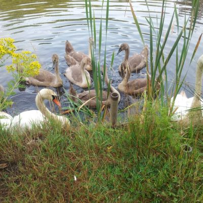 Visitor=pic-Swan-family
