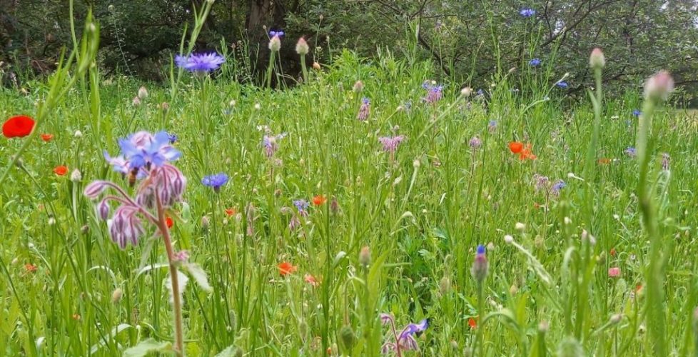 New wildflower meadow at Back of Beyond