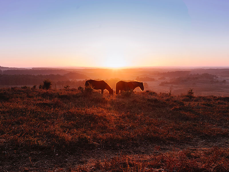 New Forest ponies at dawn
