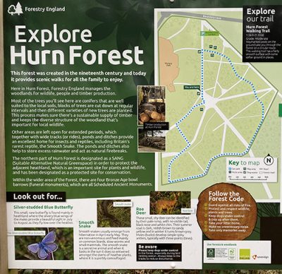 Hurn Forest